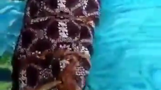 challenge dibungkus grwu98